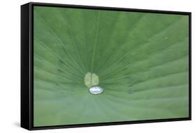 A Leaf of a Lotus Flower with Water Droplets, Fascinating Water Plants in the Garden Pond-Petra Daisenberger-Framed Stretched Canvas