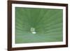 A Leaf of a Lotus Flower with Water Droplets, Fascinating Water Plants in the Garden Pond-Petra Daisenberger-Framed Photographic Print