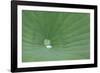 A Leaf of a Lotus Flower with Water Droplets, Fascinating Water Plants in the Garden Pond-Petra Daisenberger-Framed Photographic Print