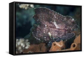 A Leaf Scorpionfish on a Reef in Komodo National Park, Indonesia-Stocktrek Images-Framed Stretched Canvas