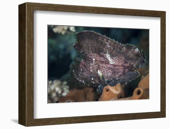 A Leaf Scorpionfish on a Reef in Komodo National Park, Indonesia-Stocktrek Images-Framed Photographic Print