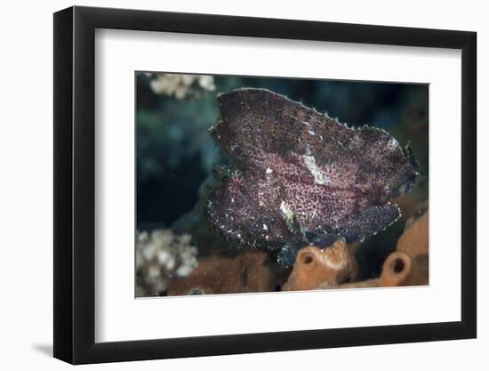 A Leaf Scorpionfish on a Reef in Komodo National Park, Indonesia-Stocktrek Images-Framed Photographic Print