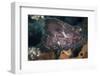 A Leaf Scorpionfish on a Reef in Komodo National Park, Indonesia-Stocktrek Images-Framed Photographic Print