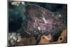 A Leaf Scorpionfish on a Reef in Komodo National Park, Indonesia-Stocktrek Images-Mounted Photographic Print