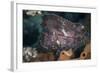 A Leaf Scorpionfish on a Reef in Komodo National Park, Indonesia-Stocktrek Images-Framed Photographic Print