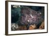 A Leaf Scorpionfish on a Reef in Komodo National Park, Indonesia-Stocktrek Images-Framed Photographic Print