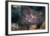 A Leaf Scorpionfish on a Reef in Komodo National Park, Indonesia-Stocktrek Images-Framed Photographic Print