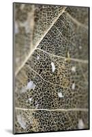 A Leaf That Has Worn Away Leaving a Lattice Like Skeleton-Bennett Barthelemy-Mounted Photographic Print