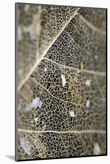 A Leaf That Has Worn Away Leaving a Lattice Like Skeleton-Bennett Barthelemy-Mounted Photographic Print