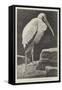 A Learned Judge (Tantalus Stork)-Henry Stacey Marks-Framed Stretched Canvas