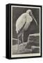 A Learned Judge (Tantalus Stork)-Henry Stacey Marks-Framed Stretched Canvas