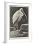 A Learned Judge (Tantalus Stork)-Henry Stacey Marks-Framed Giclee Print