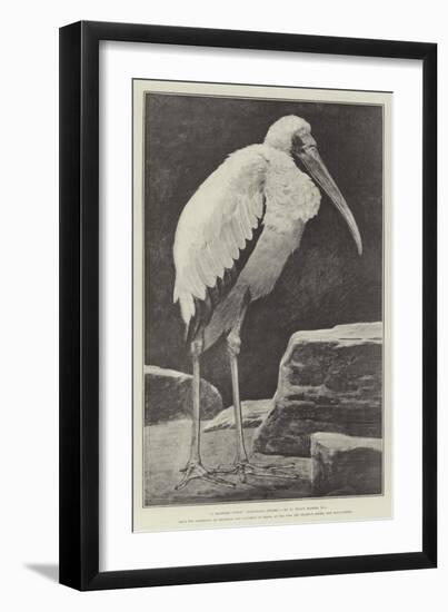 A Learned Judge (Tantalus Stork)-Henry Stacey Marks-Framed Giclee Print