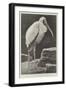 A Learned Judge (Tantalus Stork)-Henry Stacey Marks-Framed Giclee Print