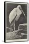 A Learned Judge (Tantalus Stork)-Henry Stacey Marks-Framed Stretched Canvas