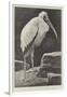 A Learned Judge (Tantalus Stork)-Henry Stacey Marks-Framed Giclee Print