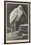 A Learned Judge (Tantalus Stork)-Henry Stacey Marks-Framed Giclee Print