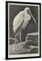 A Learned Judge (Tantalus Stork)-Henry Stacey Marks-Framed Giclee Print