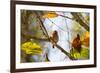 A Least Pygmy-Owl on a Branch in the Atlantic Rainforest, Ubatuba, Brazil-Alex Saberi-Framed Photographic Print