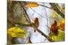 A Least Pygmy-Owl on a Branch in the Atlantic Rainforest, Ubatuba, Brazil-Alex Saberi-Mounted Photographic Print