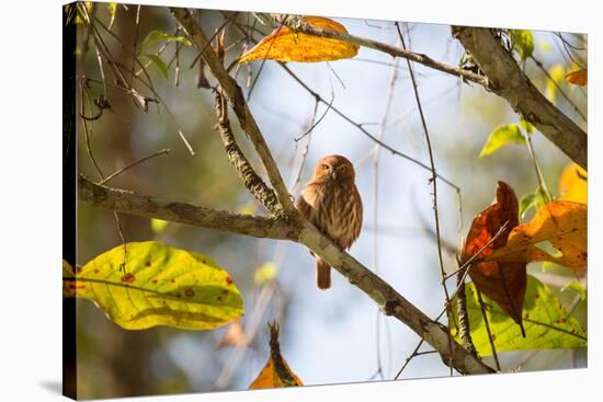 A Least Pygmy-Owl on a Branch in the Atlantic Rainforest, Ubatuba, Brazil-Alex Saberi-Stretched Canvas