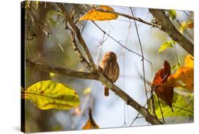 A Least Pygmy-Owl on a Branch in the Atlantic Rainforest, Ubatuba, Brazil-Alex Saberi-Stretched Canvas