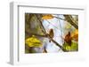 A Least Pygmy-Owl on a Branch in the Atlantic Rainforest, Ubatuba, Brazil-Alex Saberi-Framed Photographic Print