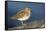 A Least Sandpiper on the Southern California Coast-Neil Losin-Framed Stretched Canvas