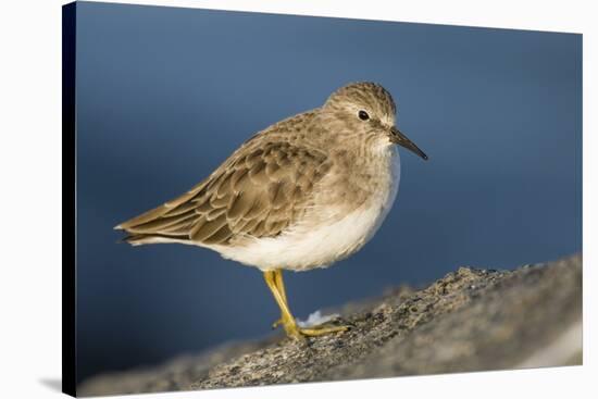 A Least Sandpiper on the Southern California Coast-Neil Losin-Stretched Canvas