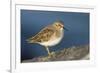 A Least Sandpiper on the Southern California Coast-Neil Losin-Framed Photographic Print