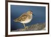 A Least Sandpiper on the Southern California Coast-Neil Losin-Framed Photographic Print