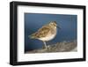 A Least Sandpiper on the Southern California Coast-Neil Losin-Framed Photographic Print
