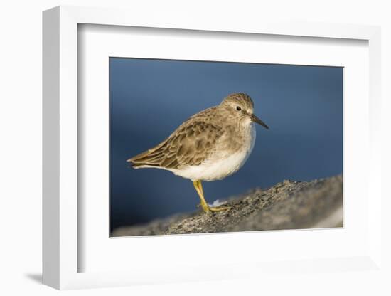 A Least Sandpiper on the Southern California Coast-Neil Losin-Framed Photographic Print