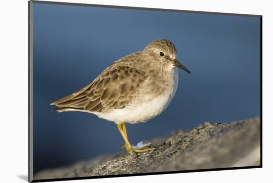 A Least Sandpiper on the Southern California Coast-Neil Losin-Mounted Photographic Print