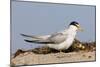 A Least Tern (Sternula Antillarum) on a Southern California Beach-Neil Losin-Mounted Premium Photographic Print