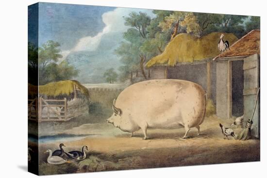 A Leicester Sow, 2 Years Old, the Property of Samuel Wiley-William Henry Davis-Stretched Canvas