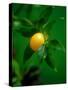 A Lemon on the Branch-Richard Sprang-Stretched Canvas