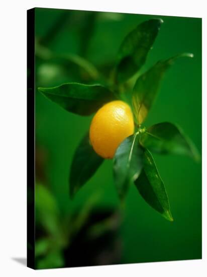 A Lemon on the Branch-Richard Sprang-Stretched Canvas