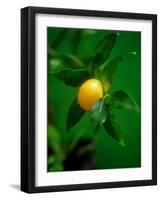 A Lemon on the Branch-Richard Sprang-Framed Photographic Print