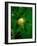 A Lemon on the Branch-Richard Sprang-Framed Photographic Print