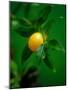 A Lemon on the Branch-Richard Sprang-Mounted Photographic Print