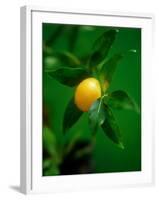 A Lemon on the Branch-Richard Sprang-Framed Photographic Print