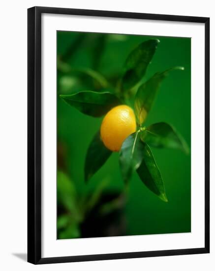 A Lemon on the Branch-Richard Sprang-Framed Photographic Print