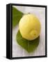 A Lemon with Leaves-Marc O^ Finley-Framed Stretched Canvas