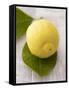 A Lemon with Leaves-Marc O^ Finley-Framed Stretched Canvas