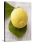 A Lemon with Leaves-Marc O^ Finley-Stretched Canvas