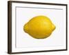A Lemon-Bodo A^ Schieren-Framed Photographic Print