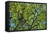 A Lenga Tree, Nothofagus Pumilio, Native to Southern Chile and Argentina-Bennett Barthelemy-Framed Stretched Canvas