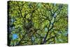 A Lenga Tree, Nothofagus Pumilio, Native to Southern Chile and Argentina-Bennett Barthelemy-Stretched Canvas