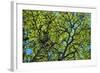 A Lenga Tree, Nothofagus Pumilio, Native to Southern Chile and Argentina-Bennett Barthelemy-Framed Photographic Print